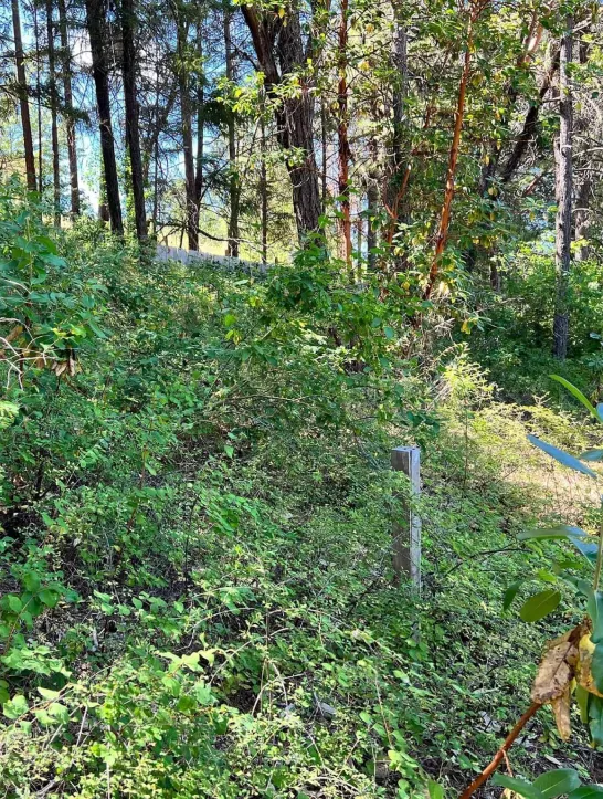 Brush Clearing 1