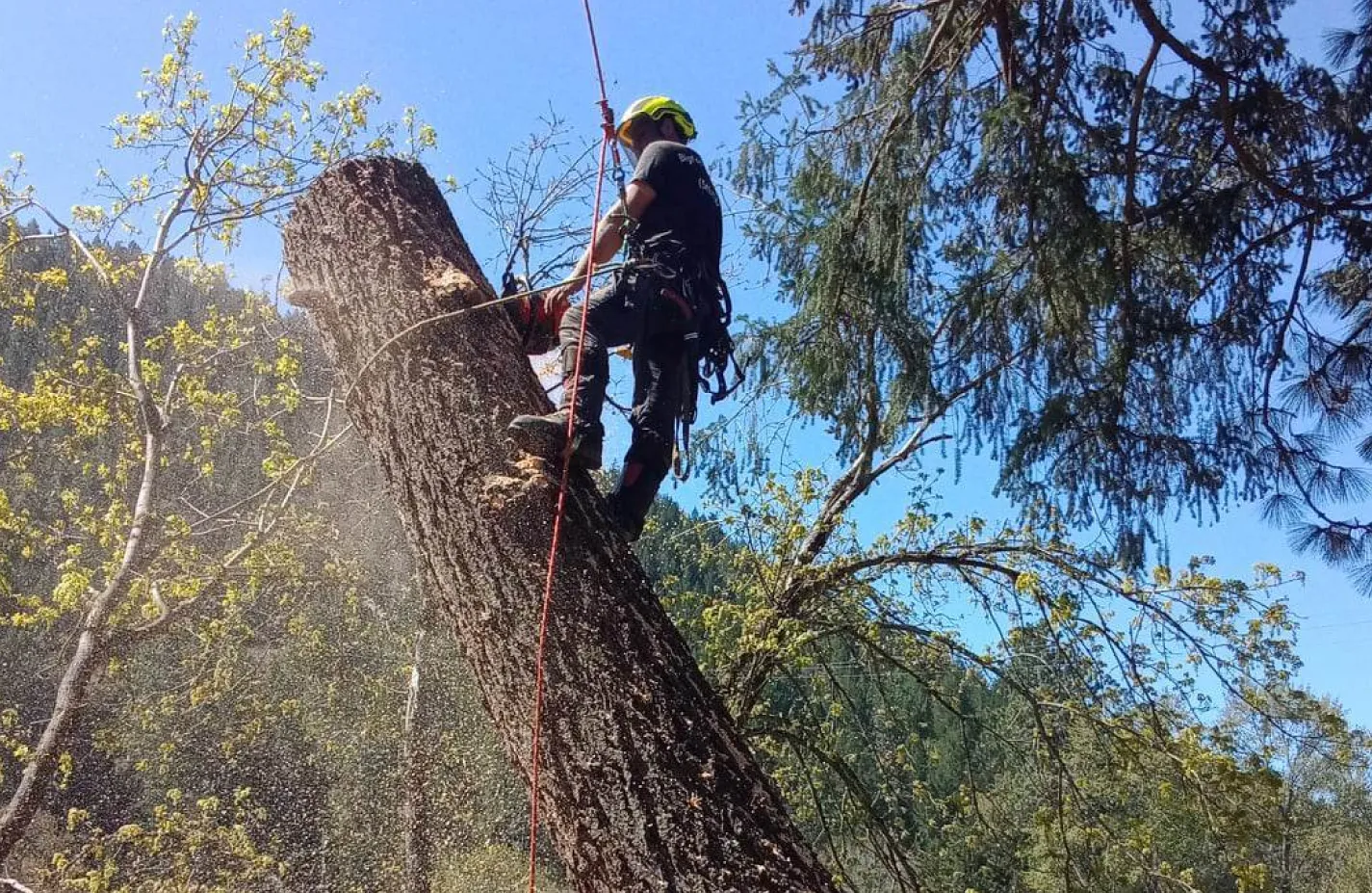 Emergency Tree Removal