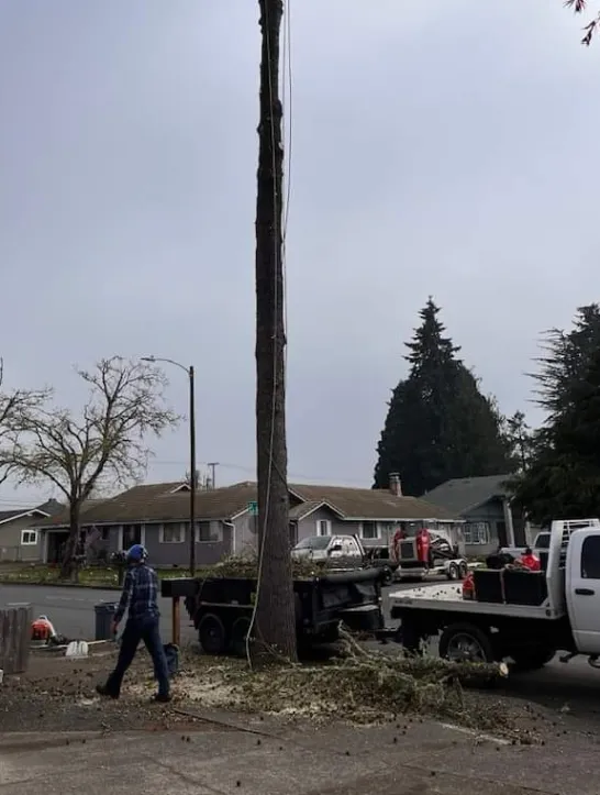 Fire Break Cutting 1