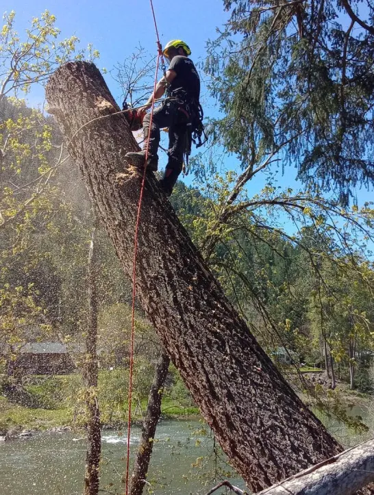 Tree Removal 2