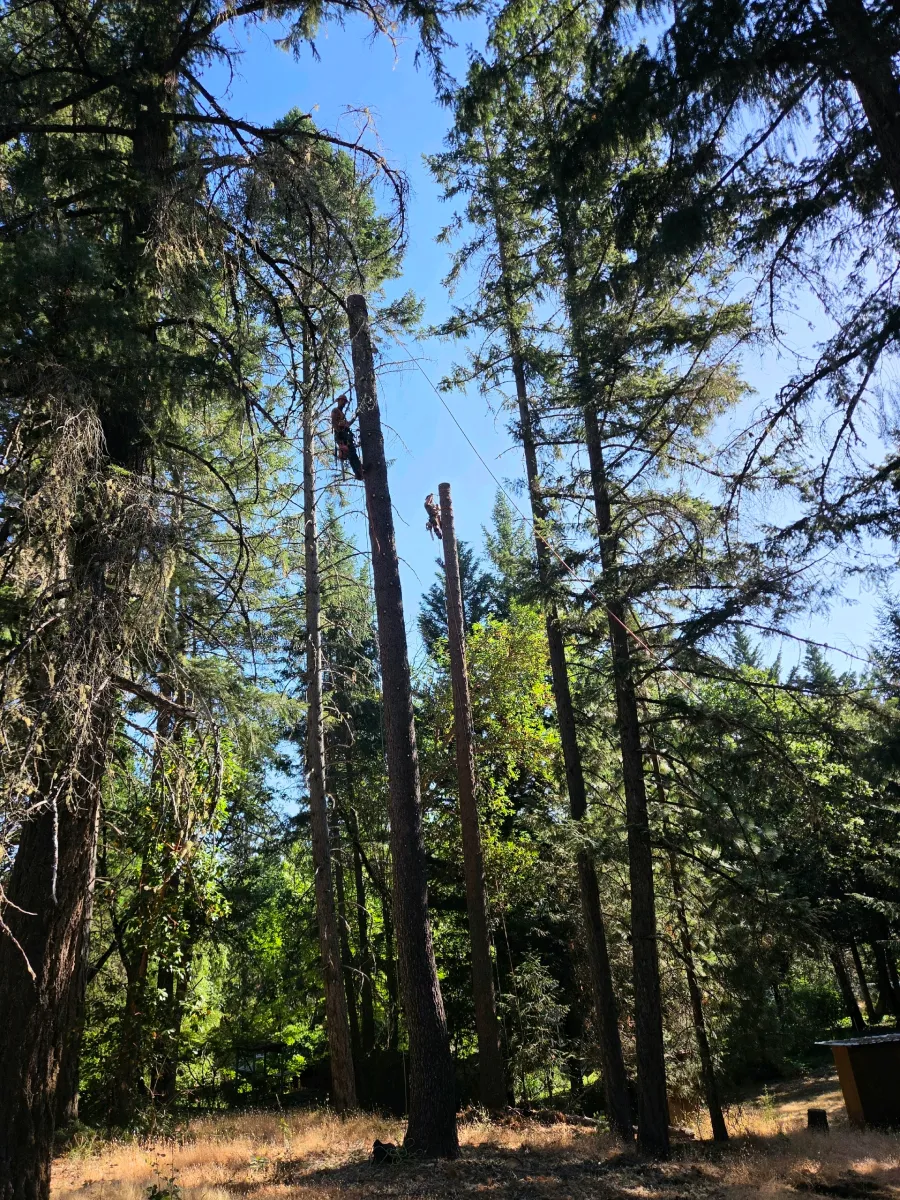 bigfoot gallery 19